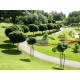 KLON kulisty zielony szczepiony Globosum - sadzonki 200 / 220 cm
